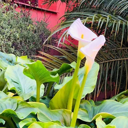 Διαμέρισμα Two-room In Elviria Near The With Parking *